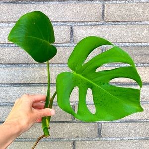 Monstera Deliciosa - Houseplant - Medium